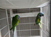 A pair of Lord Derbyans