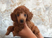 Stunning Red Minature Poodle Girl