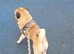 Pug for stud