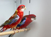 Rosella