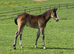 Bay roan Quarter Horse filly