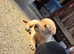 KC registered labrador puppies