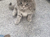 Calico and maincoon kittens