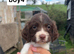english springer spaniel puppies for sale