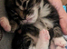 Beautiful blue Maine coon cross kittens