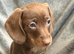 Miniature dachshund