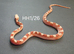 Hypo bloodred extreme pied baby corn snake