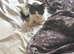 Black and white spot kitten