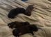 Puppy's for sale