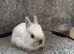Netherland dwarf babies
