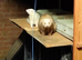 ferrets for sale
