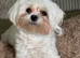 Korean Maltese