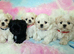 Maltese X Imperial Shih Tzu puppies