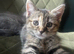 Bengal x British shorthair