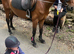 ** Beautiful show pony **