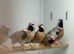 Hack finches