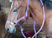 16 year old brood mare