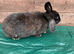 Female rabbit for sale in Partington