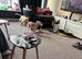 Patterdale dog
