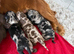 Cocker spaniel puppy’s