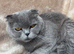Scottish fold