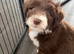 Beautiful Bearded Collie puppies