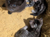 Ragdoll/ Tabby kittens