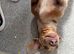 2yo Loki needs a home