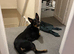 Kelpie x Border Collie 11 Month Old Puppy Rehome
