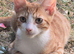 Male kitten