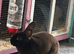 Male rabbit and cage