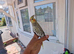 Super Tamed baby Cockatiel for sale