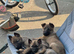 German Shepard puppies ready to leave 2 LEFT