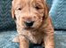 Sunning littler of Australian Double Doodles from Health screened parents