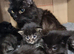 Pedigree Maine Coon Kittens for sale