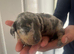 Lovely Well Bred Dachshund Puppies Deposits Being Taken