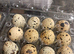 Quails eggs (Fertile) for hatching available