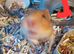 I have 3 Syrian hamster for sale
