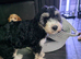READY NOW - 1 Gorgeous Female Cockapoo Puppy Remaining