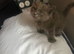 Stunning rare ragdoll