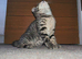 Two adorable kittens looking for a loving home!