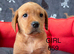 KC Labrador Retriever puppies