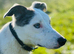 Collie x greyhound stud