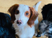 Cocker Spaniel Puppy&rsquo;s