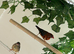 Strawberry finches