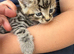 2 beautiful fluffy kittens male and female
