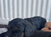 Cockapoo puppies