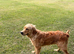 KC registered Golden Retriever male