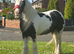3 year old filly clam in all ways