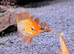 Golden Rams £4 each or 3 for £10